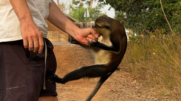 A man feeding a mona monkey with banana.